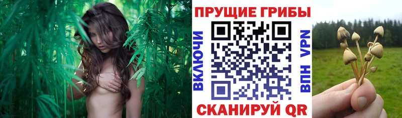где купить   Ахтырский  Псилоцибиновые грибы мицелий 